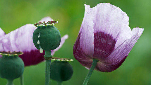 Schlafmohn-Anbau: Bayern vor Sachsen
