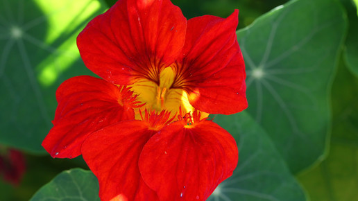 kapuzinerkresse Angelika Koch-Schmid pixelio.de