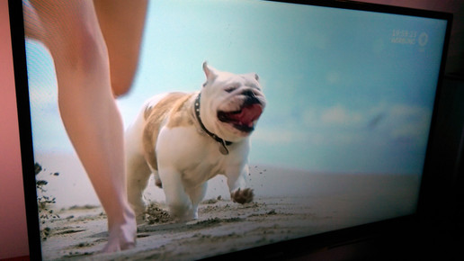 almased hund werbung2016 aa