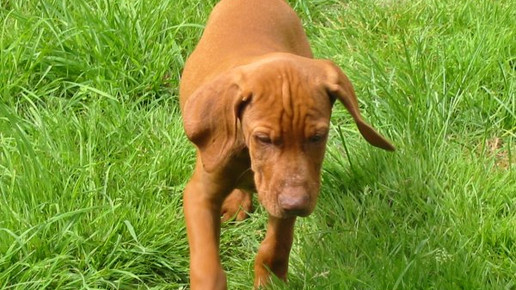 Ein Hund für 100.000 Dollar – Korea klont