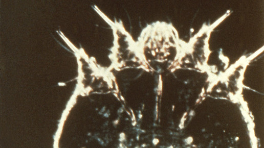 skabies milbe Reed Carnrick Pharmaceuticals