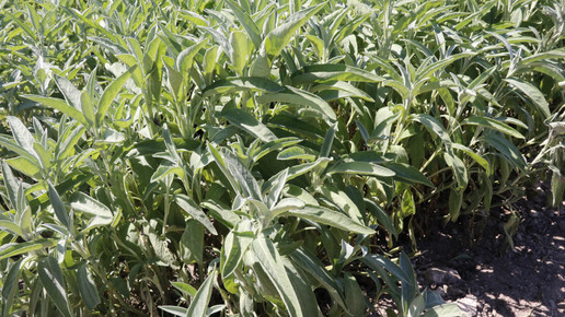 Salbeipflanzen auf einem Feld in der Sonne