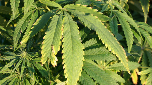 FDP-Kritik: CBD war schon immer frei verkäuflich