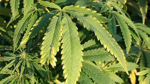 Farmako: Patent für Cannabinoid-Synthese aus Zucker