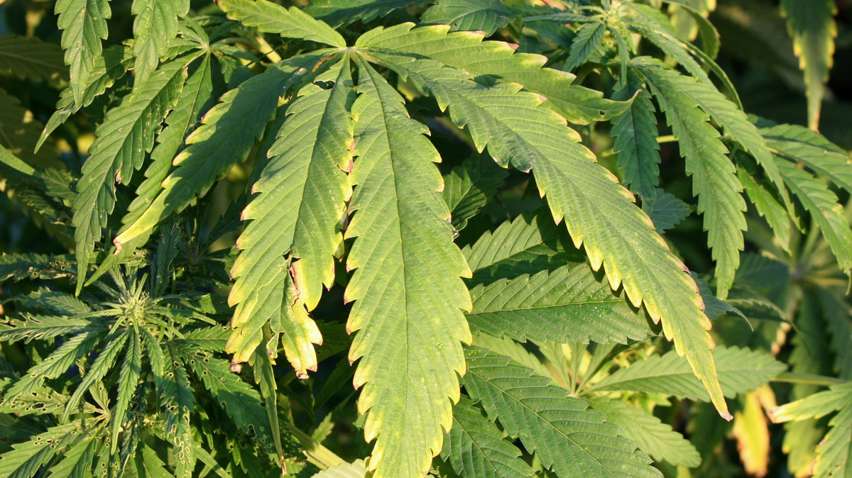 Farmako will 50 Tonnen Cannabis importieren