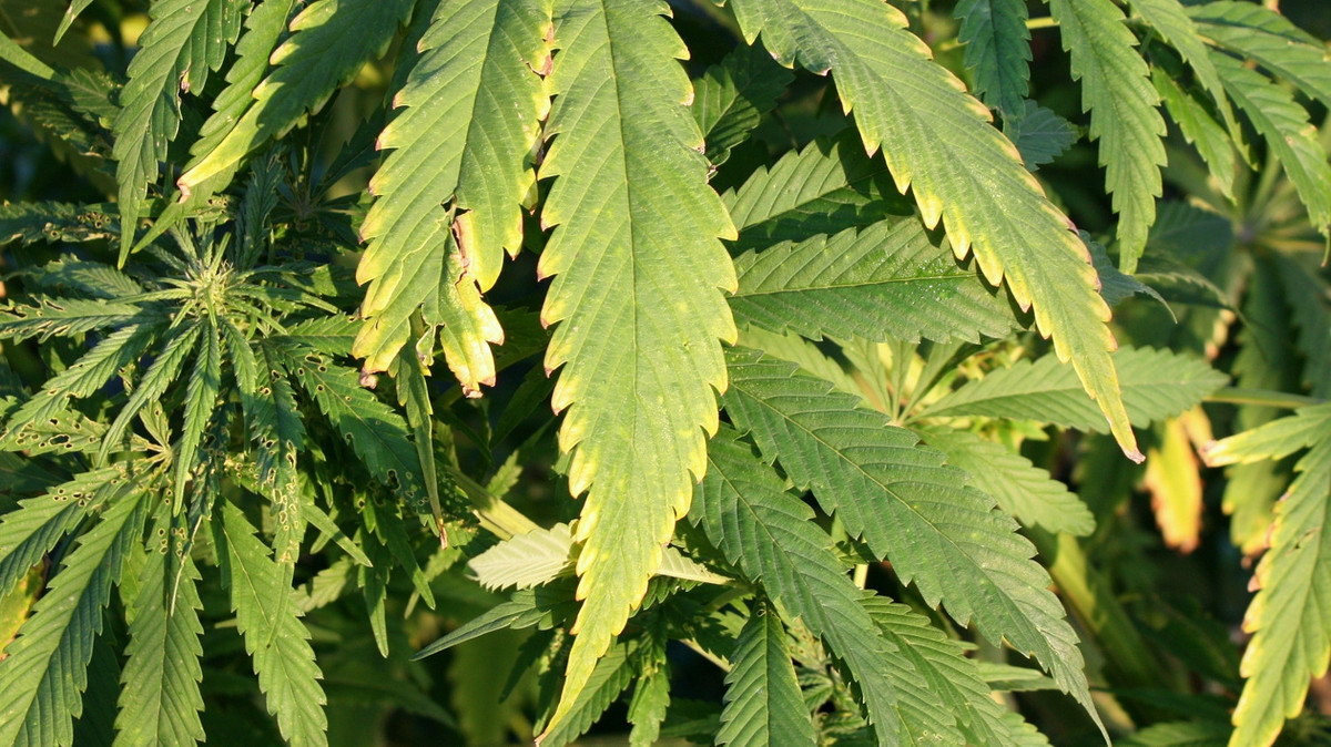 Bundesregierung gegen Cannabis-Freigabe