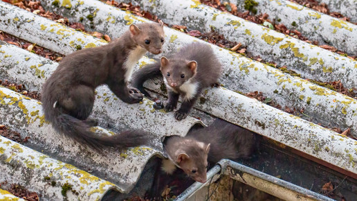 Corona: Sind Marder am Ausbruch schuld?