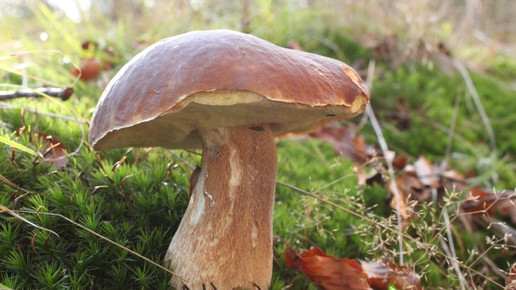 Pilzberatung besser nicht per App