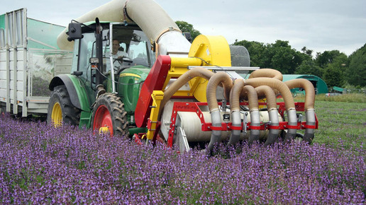 salbeiernte bombastus