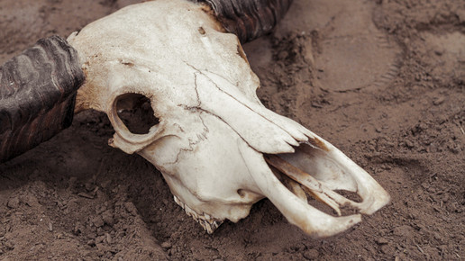 Werbespot 1 klindwort apotheken