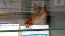 Eichhörnchen im Rowa