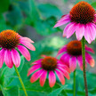 Echinacea: Die Erkältungspflanze