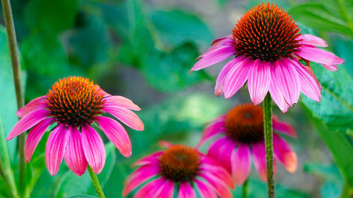 Klimawandel gefährdet Arzneipflanzen