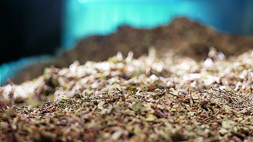 ginkgo produktion trocknen drwillmarschwabe