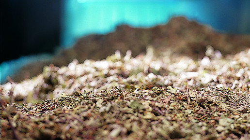 ginkgo produktion trocknen drwillmarschwabe