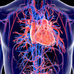 Herz-Kreislauf-Erkrankungen: RKI warnt