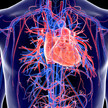 Herz-Kreislauf-Erkrankungen: Neue Ansätze durch KI?
