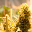 Cannabis Bluete2 ages Lauterbach: Kein Mehrverbrauch durch Cannabis-Legalisierung