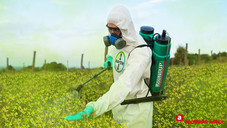 Bayer/Monsanto lässt alles Schöllkraut vernichten