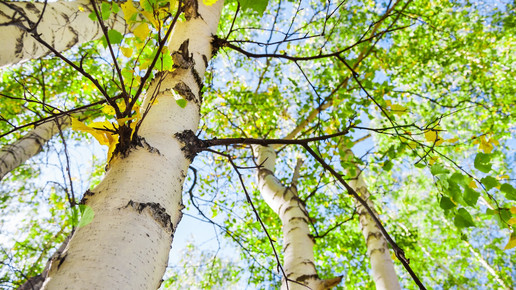 Immuntherapie mit Baumpollen senkt Asthmarisiko