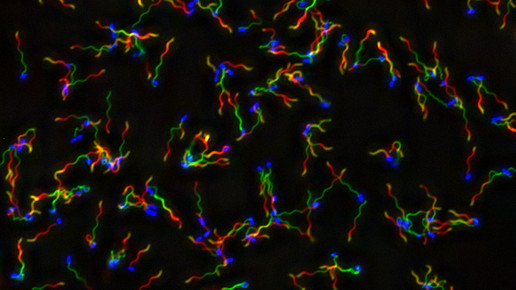 Flagellen HZI Renault et al