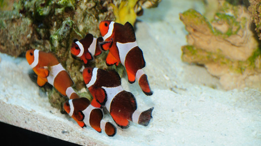 aquarium4 nelken-apo