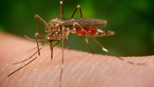 Drei exotische Mückenarten in Deutschland etabliert