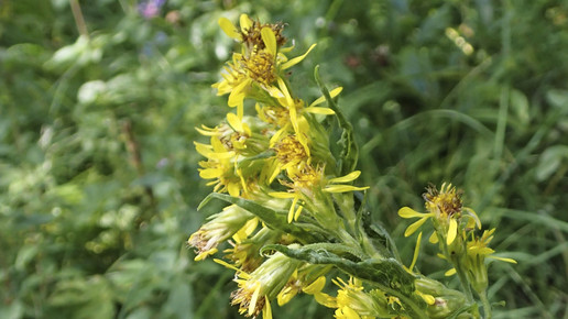 echte-goldrute-andreaschieber-flickr