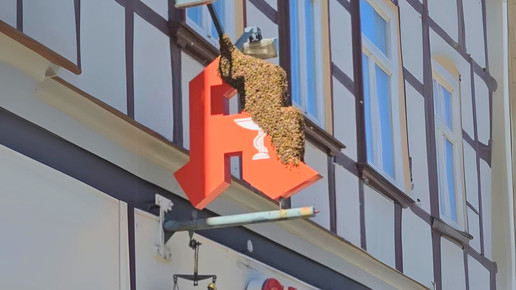 Wegen Bienenschwarm: Apotheke muss schließen