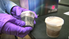 Mehr Lebensmittelsicherheit durch Bakteriophagen