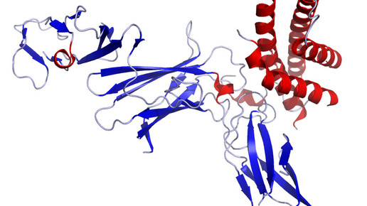 interleukin 12 kristallstruktur wikipedia sedmic