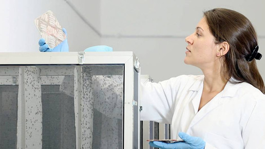 Zuchtstation genmanipulierte Muecken ARTE