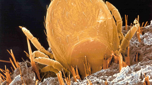 saugende zecke www.zecken.de