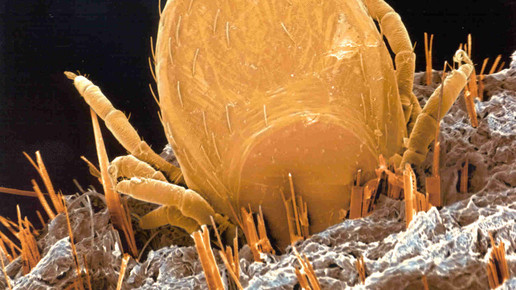 Die erste Zecken werden aktiv