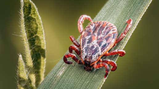Exotische Zeckenarten: Verbreitung auch in Hessen