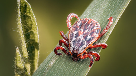 FSME/Borreliose: 19 Todesfälle im Jahr