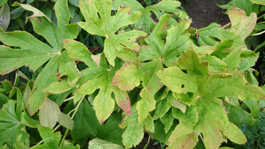 maiapfel podophyllum hexandrum wikipedia