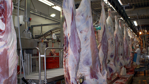 schlachthaus schweine udo boehlefeld pixeliode