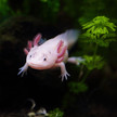Axolotl-Schleim bekämpft Krebszellen Axolotl-Schleim bekämpft Krebszellen