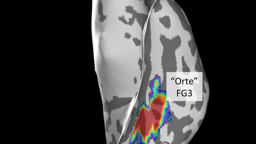 Hirnentwicklung bis ins Erwachsenenalter