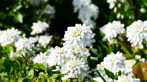 schleifenblume pixaby