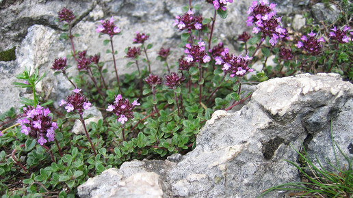 thymian tigerente wikipedia CC BY-SA 3.0