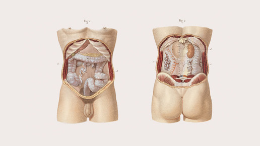 victorian mann bauch wellcomecollection