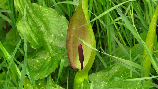 Arum maculatum Hans Martin Scheibner wikipedia CC BY SA 3.0
