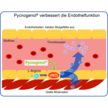 Pycnogenol® verbessert die Endothelgesundheit Pycnogenol® verbessert die Endothelgesundheit