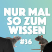 Mayd, First A & Co: Das große Rattenrennen