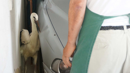 storch5 beyschlagsche apo holger peter