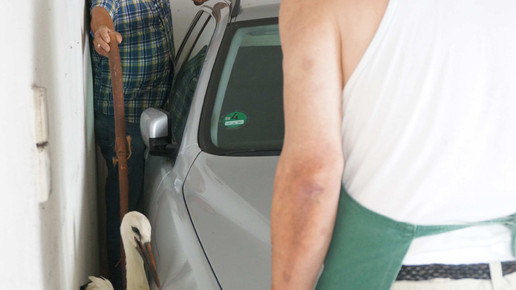 storch5 beyschlagsche apo holger peter