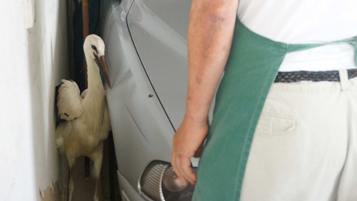 storch5 beyschlagsche apo holger peter