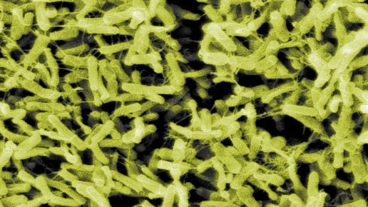 Clostridium Difficile